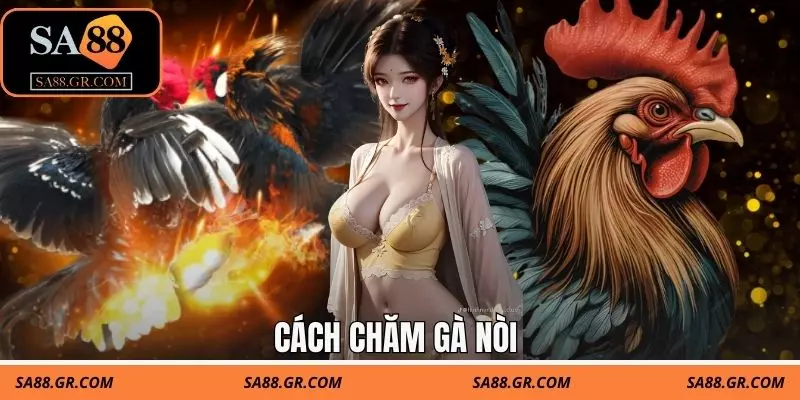 HƯỚNG DẪN CÁCH CHĂM GÀ NÒI SA88 GIÚP GÀ SUNG MÃN, LÌ ĐÒN 1 Hướng Dẫn Cách Chăm Gà Nòi Sa88 Giúp Gà Sung Mãn, Lì Đòn